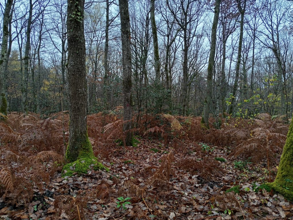 TERRITOIRE DE CHASSE DE 135HA – SAINT JULIEN SUR CHER image 3