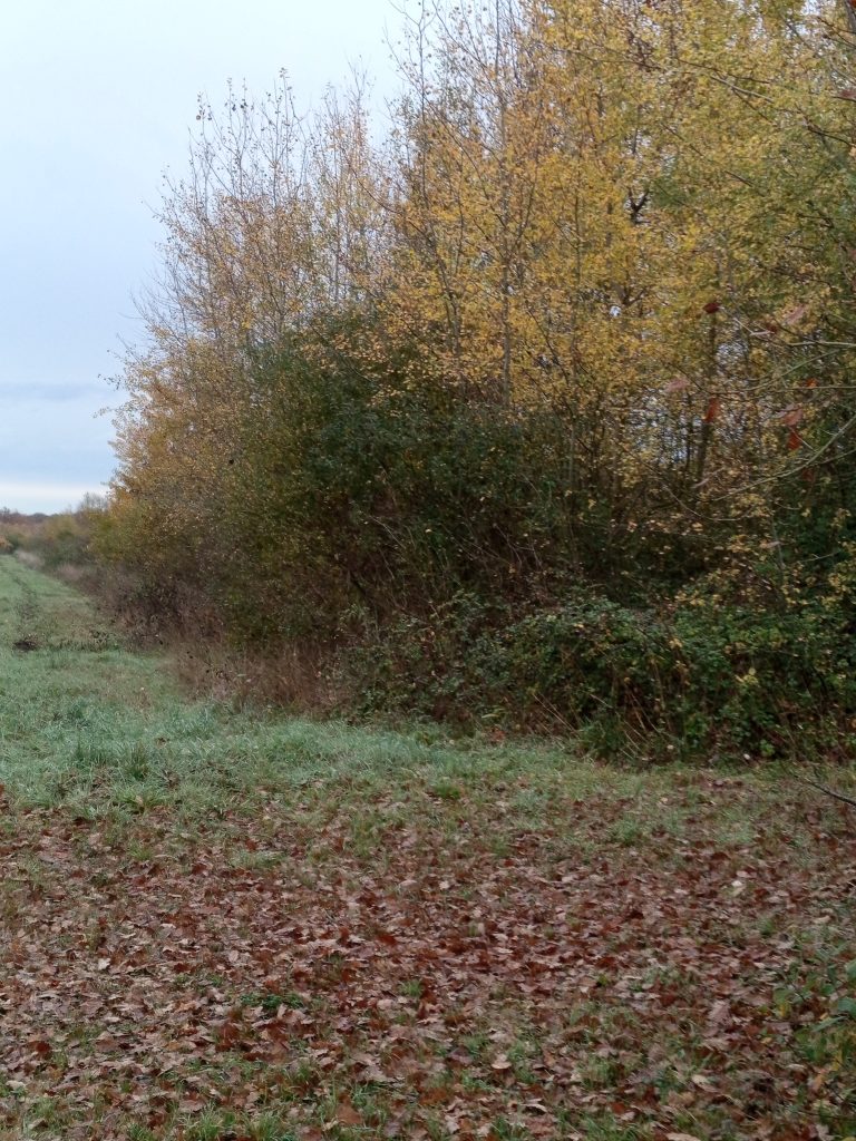 TERRITOIRE DE CHASSE DE 135HA – SAINT JULIEN SUR CHER image 4