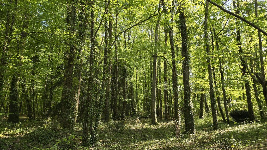 PROPRIÉTÉ MUR DE SOLOGNE image 3