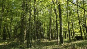 Propriété Mur De Sologne