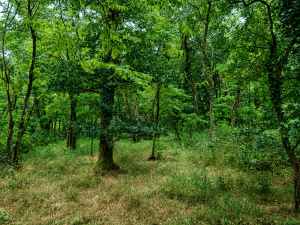 TERRAIN DE LOISIRS