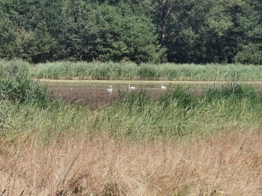 TERRAIN À BÂTIR MILLANÇAY image 1